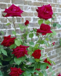 Rose Ena Harkness - Climbing Rose