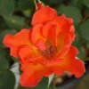 Rose Warm Welcome - Climbing Rose