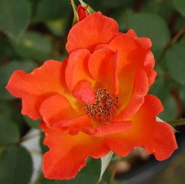 Rose Warm Welcome - Climbing Rose 1 Rose Warm Welcome - Climbing Rose