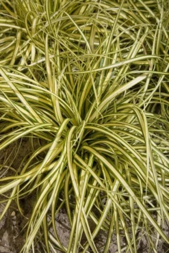 Carex Oshimensis Evergold - Japanese Sedge -Outlet Plant Store F543EA9A596CCA863BA0C1A0495430B1