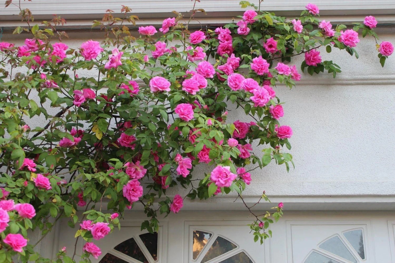 Climbing Rose Zephirine Drouhin - The Thornless Rose 1 Climbing Rose Zephirine Drouhin - The Thornless Rose