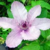 Clematis Pope John Paul II