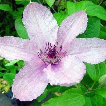 Clematis Pope John Paul II 1 Clematis Pope John Paul II