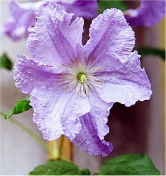 Clematis Prince Charles 1 Clematis Prince Charles