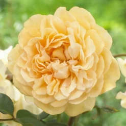 Climbing Rose Alchemyst