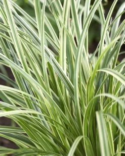 Carex Silver Sceptre - Pack Of THREE Plants -Outlet Plant Store F9B22928107E8BCF7A5440CB8FB9F78E 1