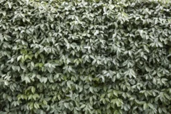 Elaeagnus Ebbingei Compacta - LARGE Circa 100-120cms Tall Bushy Evergreen -Outlet Plant Store FAB767D0B2DB26AC9BE1DCF89F27D2E7 1