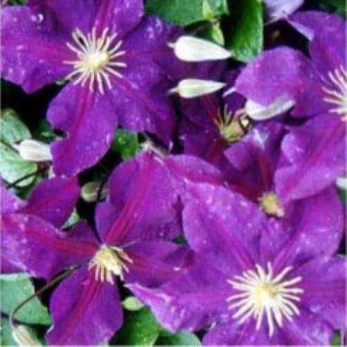 Large 6-7ft Specimen Climber - Clematis Jackmanii 1 Large 6-7ft Specimen Climber - Clematis Jackmanii