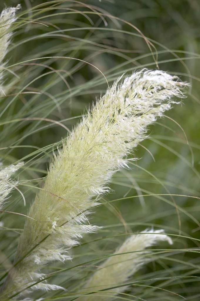 Dwarf Pampas Grass - Cortaderia Selloana Pumila 5 Dwarf Pampas Grass - Cortaderia Selloana Pumila - Image 5