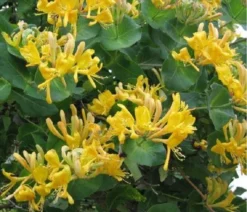 Lonicera X Tellmanniana - Honeysuckle -Outlet Plant Store FB8FA0FA19728D7954550254DD37A1F7