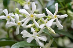 Star Jasmin - Fragrant Evergreen Trachelospermum Climber Pyramid -Outlet Plant Store FC98EFF3D74EB5B72E8859DEA577404F