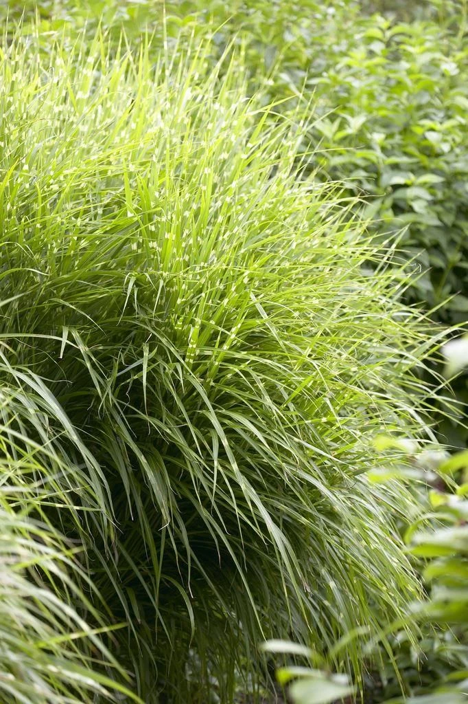 Miscanthus Sinensis Zebrinus - Zebra Grass 2 Miscanthus Sinensis Zebrinus - Zebra Grass - Image 2