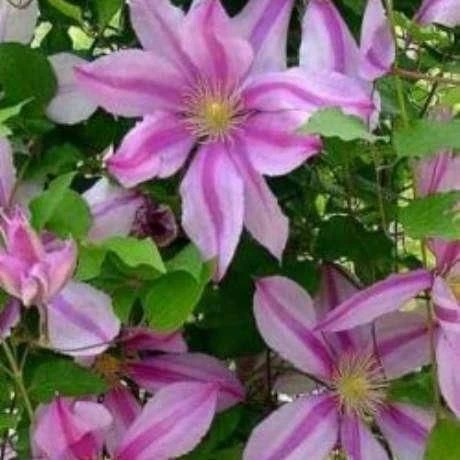 Clematis Corrine - Summer Flowering Clematis 2 Clematis Corrine - Summer Flowering Clematis - Image 2