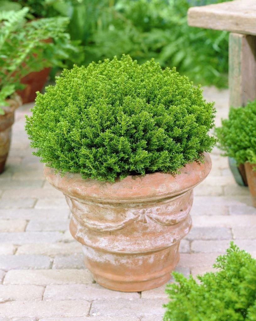 Hebe Emerald Green Globe - Pack Of THREE Plants 1 Hebe Emerald Green Globe - Pack Of THREE Plants