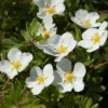 Potentilla Fruticosa. Abbotswood