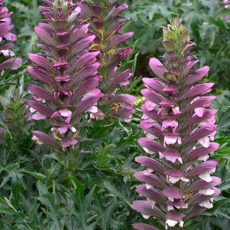 Acanthus Spinosus - Bears Breeches 1 Acanthus Spinosus - Bears Breeches