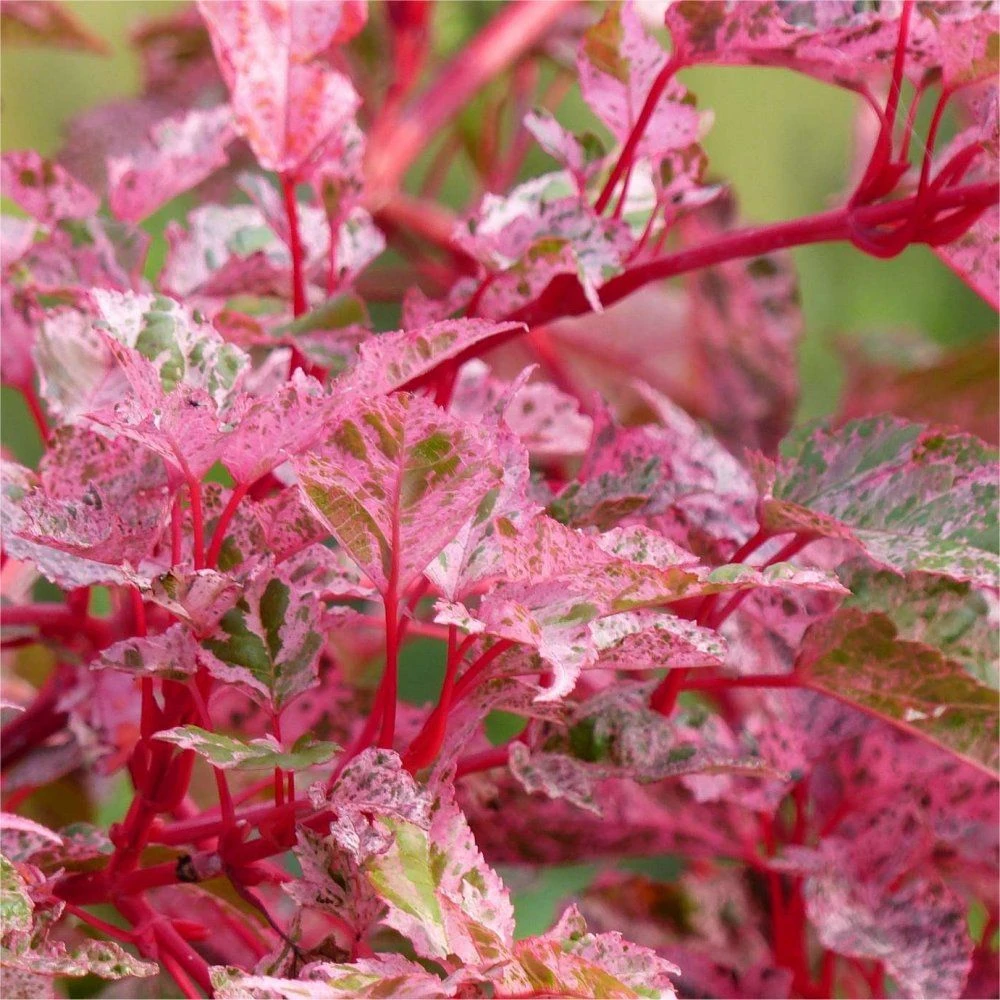 Acer × Conspicuum 'Red Flamingo' - Snake Bark Maple 1 Acer × Conspicuum 'Red Flamingo' - Snake Bark Maple