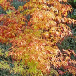 Acer Palmatum Orange Lace - Lace Leaf Japanese Maple