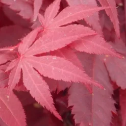 Acer Palmatum Atropurpureum - Purple Japanese Maple - Brilliant Red Autumn Colour -Outlet Plant Store acer palmatum atropurpureum 750x750 own s12651 ge3 2