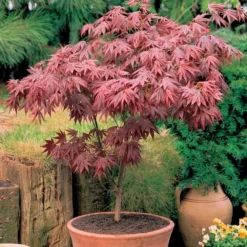 Acer Palmatum Atropurpureum - Purple Japanese Maple - Brilliant Red Autumn Colour -Outlet Plant Store acer palmatum atropurpureum 750x750 s12651 visi elbo08377 ge1 2