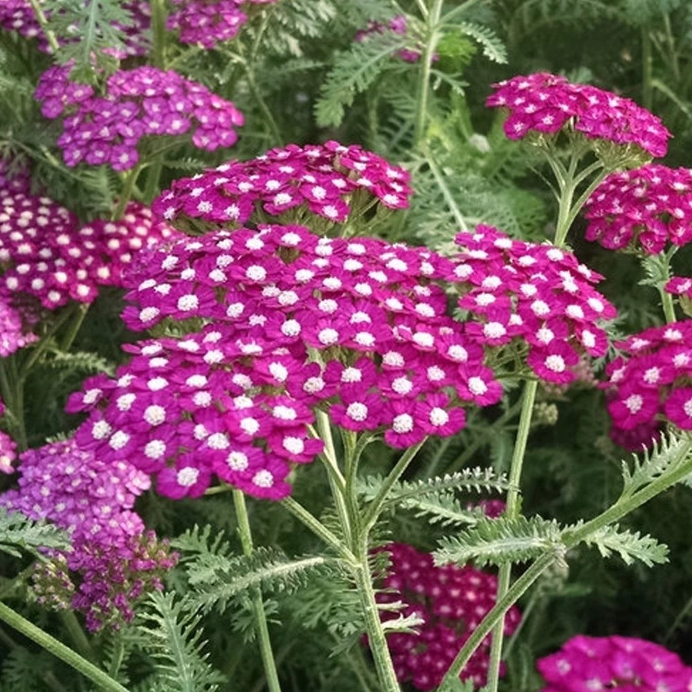 Achillea Vintage Violet 1 Achillea Vintage Violet