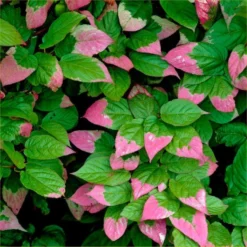 Large 6-7ft Specimen Climber - Actinidia Kolomikta