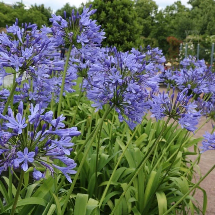 Agapanthus Africanus Blue Umbrella - Blue Lily Of The Nile 1 Agapanthus Africanus Blue Umbrella - Blue Lily Of The Nile