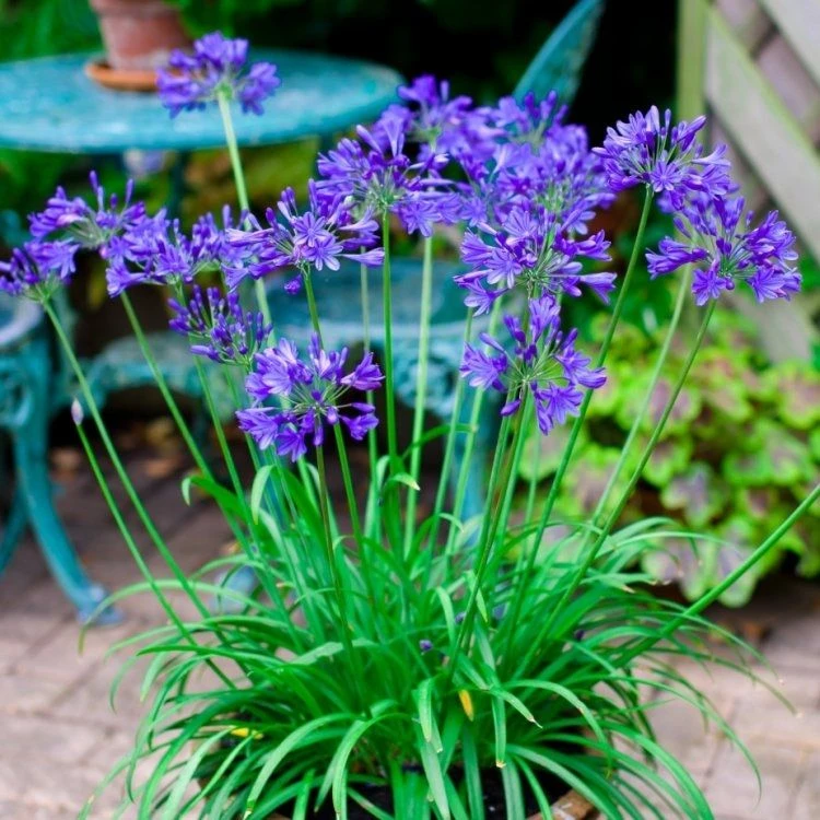 Agapanthus Brilliant Blue - Hardy Blue Nile Lily 2 Agapanthus Brilliant Blue - Hardy Blue Nile Lily - Image 2