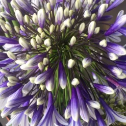 Agapanthus Fireworks - Lily Of The Nile Plants - XXXL Plants -Outlet Plant Store agapanthus fireworks 1 1