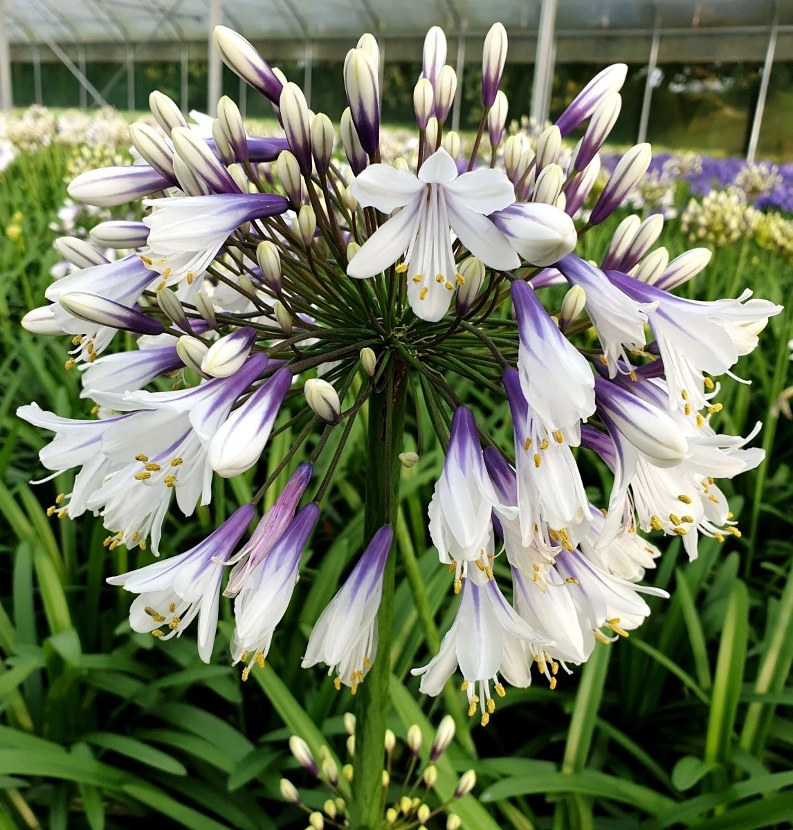 Agapanthus Fireworks - Hardy Bicolour Blue & White Nile Lily 3 Agapanthus Fireworks - Hardy Bicolour Blue & White Nile Lily - Image 3