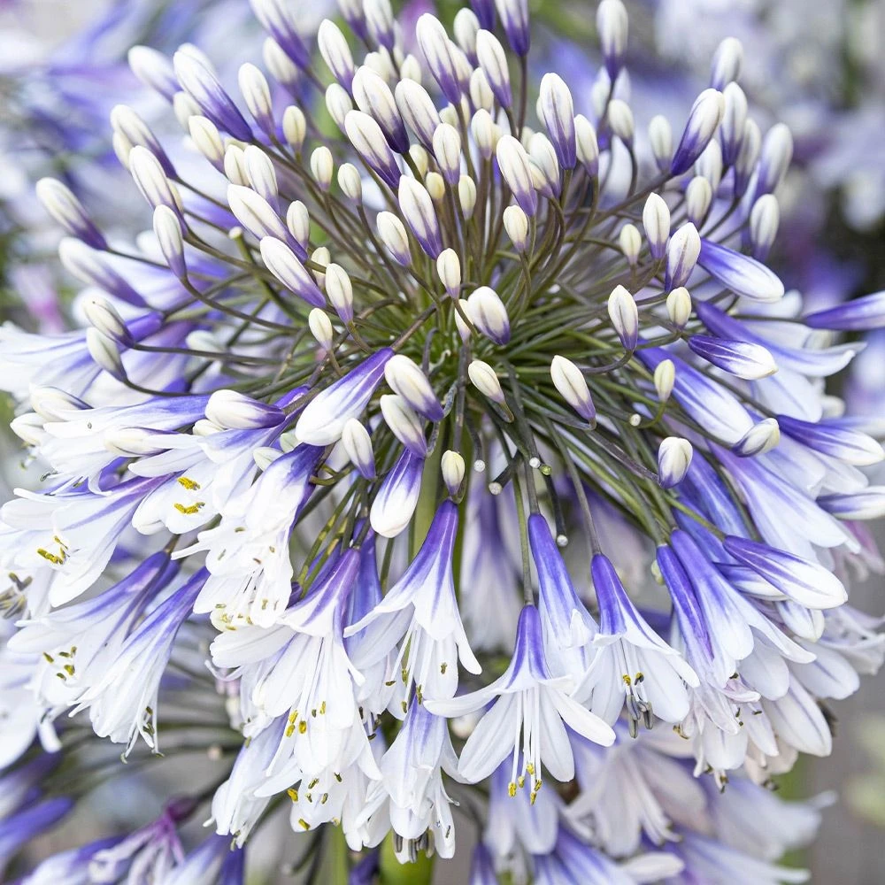 Agapanthus Fireworks - Hardy Bicolour Blue & White Nile Lily 2 Agapanthus Fireworks - Hardy Bicolour Blue & White Nile Lily - Image 2