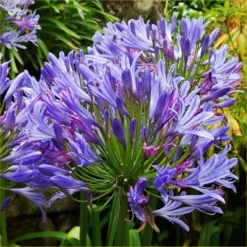 Agapanthus Charlotte - Hardy Blue Nile Lily - Pack Of THREE Plants In Bud & Bloom -Outlet Plant Store agapanthus light blue750x750
