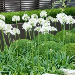 Agapanthus Mi Casa - Lily Of The Nile - XXXL Plants