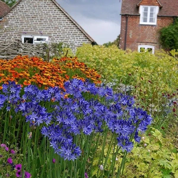 Agapanthus Northern Star 2 Agapanthus Northern Star - Image 2