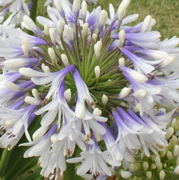 Agapanthus "Queen Mum" 1 Agapanthus "Queen Mum"
