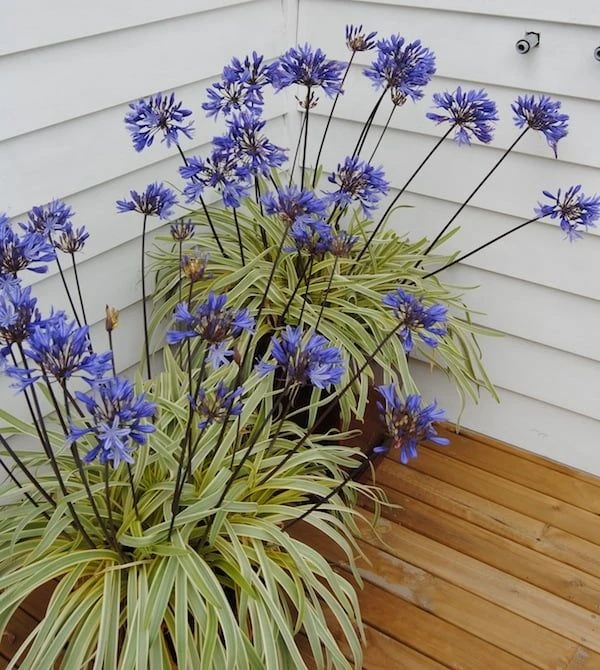 Agapanthus Summer Sky - Golden Variegated Agapanthus 2 Agapanthus Summer Sky - Golden Variegated Agapanthus - Image 2