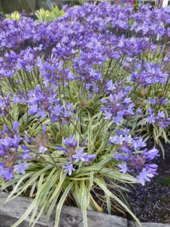 Agapanthus Summer Sky - Golden Variegated Agapanthus 6 Agapanthus Summer Sky - Golden Variegated Agapanthus -Outlet Plant Store agapanthus summer gold 3