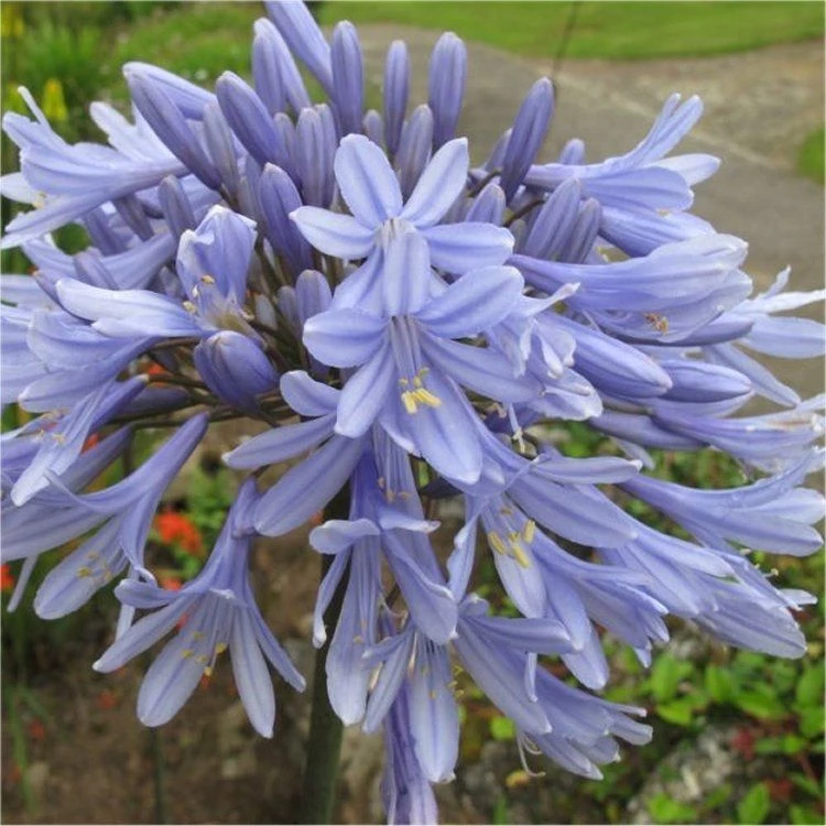 Agapanthus Summer Sky - Golden Variegated Agapanthus 1 Agapanthus Summer Sky - Golden Variegated Agapanthus