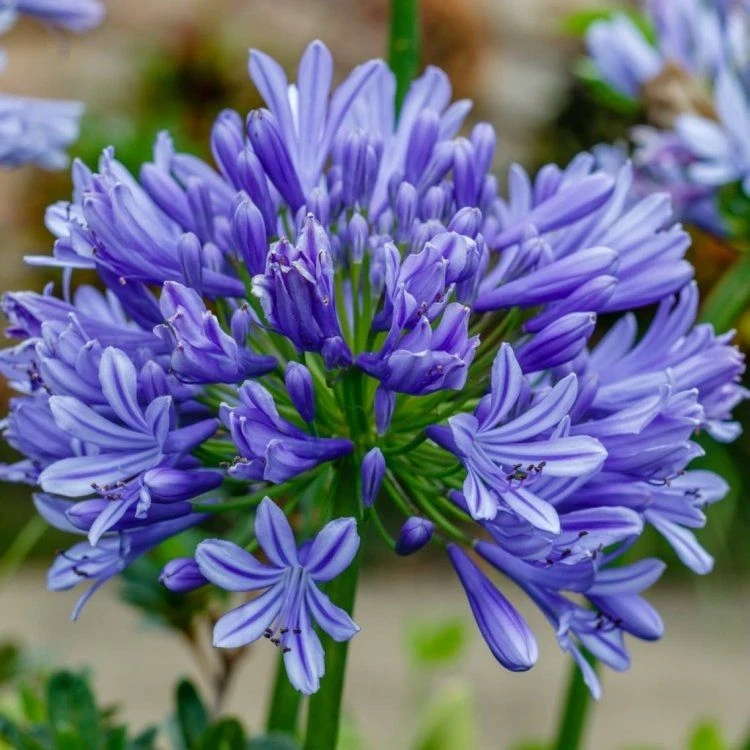 Agapanthus Sunfield - Gigantic Football Sized Flower Heads 1 Agapanthus Sunfield - Gigantic Football Sized Flower Heads
