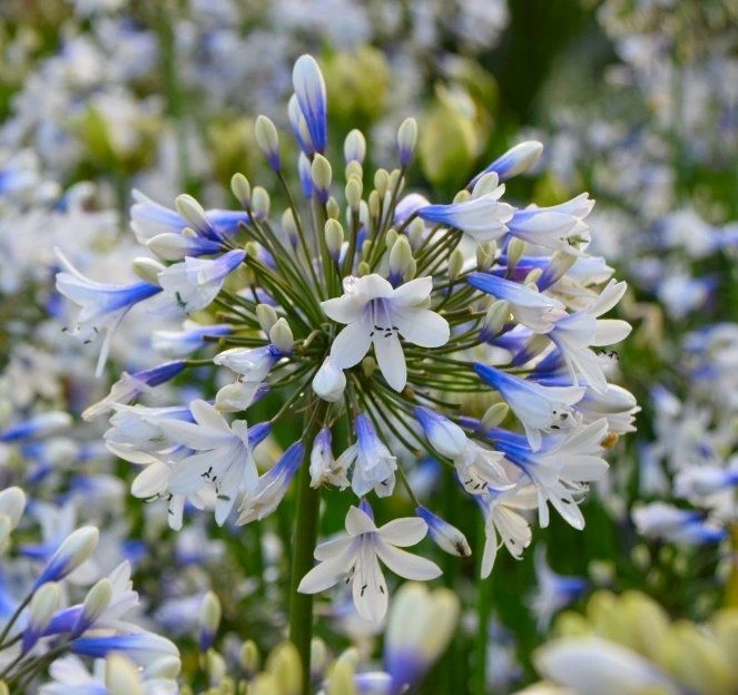 Agapanthus Africanus Twister - Hardy Bicolour Blue & White Twister Nile Lily 5 Agapanthus Africanus Twister - Hardy Bicolour Blue & White Twister Nile Lily - Image 5