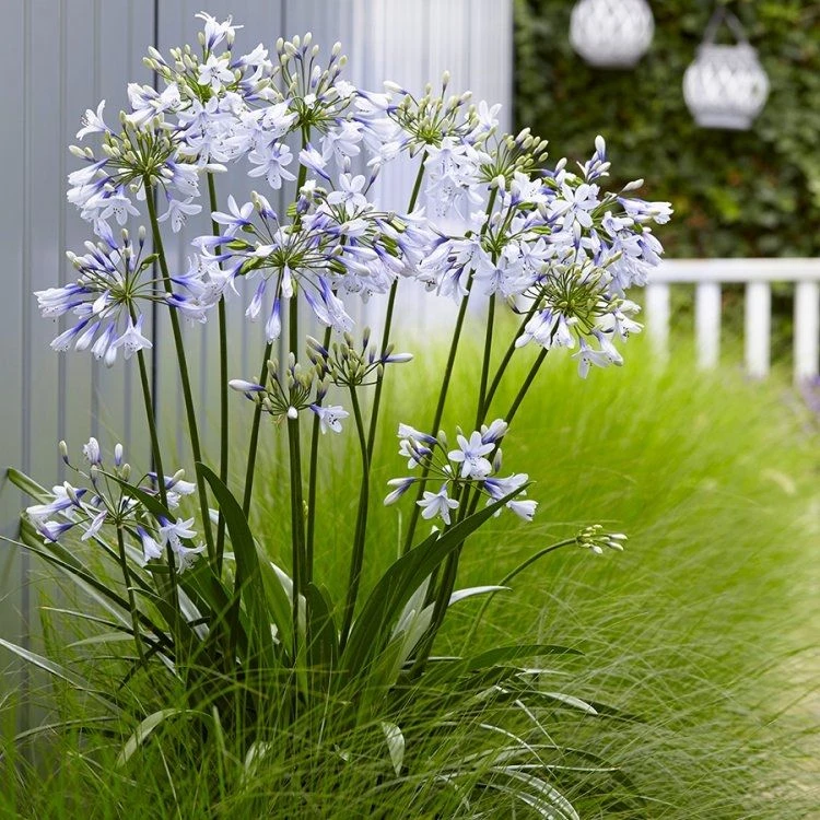 Agapanthus Africanus Twister - Hardy Bicolour Blue & White Twister Nile Lily 4 Agapanthus Africanus Twister - Hardy Bicolour Blue & White Twister Nile Lily - Image 4