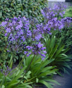 Agapanthus Charlotte - Hardy Blue Nile Lily - Pack Of THREE Plants In Bud & Bloom -Outlet Plant Store agapanthus visi18111 x750