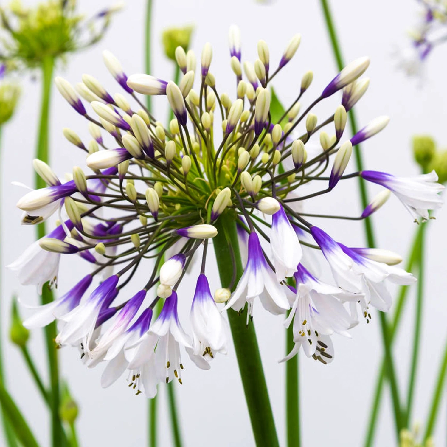 Agapanthus Fireworks - Hardy Bicolour Blue & White Nile Lily 1 Agapanthus Fireworks - Hardy Bicolour Blue & White Nile Lily