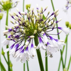 Agapanthus Fireworks - Lily Of The Nile Plants - XXXL Plants