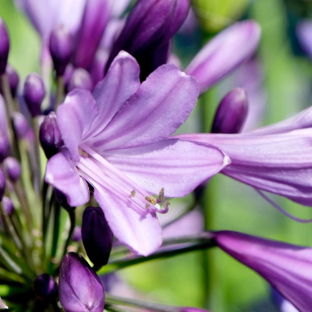 Agapanthus Poppin Purple - Lily Of The Nile - XXXL Plants 2 Agapanthus Poppin Purple - Lily Of The Nile - XXXL Plants - Image 2