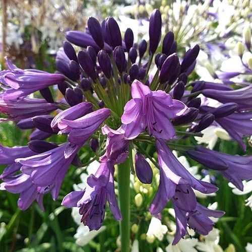 Agapanthus Poppin Purple - Lily Of The Nile - XXXL Plants 1 Agapanthus Poppin Purple - Lily Of The Nile - XXXL Plants