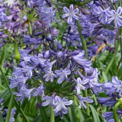 Agapanthus Poppin Star - Lily Of The Nile Plants - XXXL Plants 6 Agapanthus Poppin Star - Lily Of The Nile Plants - XXXL Plants -Outlet Plant Store agapanthus poppin star closeup1 scaled