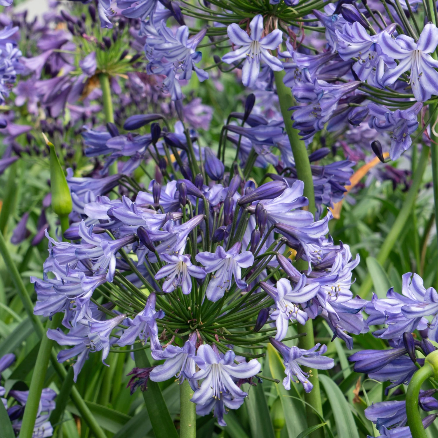 Agapanthus Poppin Star - Lily Of The Nile Plants - XXXL Plants 3 Agapanthus Poppin Star - Lily Of The Nile Plants - XXXL Plants - Image 3