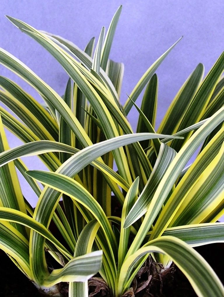 Agapanthus Summer Sky - Golden Variegated Agapanthus 4 Agapanthus Summer Sky - Golden Variegated Agapanthus - Image 4