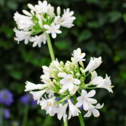 Agapanthus Ever White